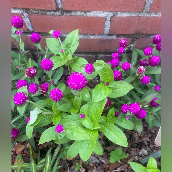 Meet your Posher, Annie! - Picture 5 of 6